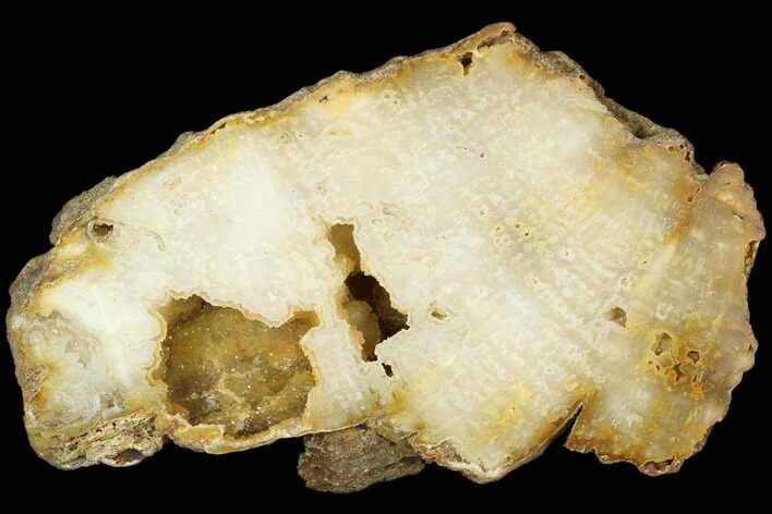 Polished, Agatized Fossil Coral - Florida #187989